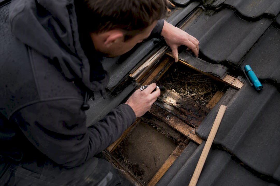 Vochtig dakbeschot naast oud nestmateriaal
