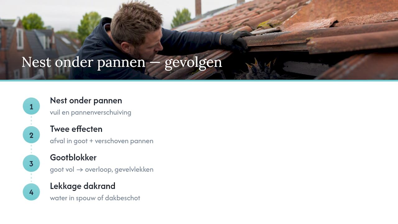 Oorzaak van lekkage en overlopende goot door vogelnest